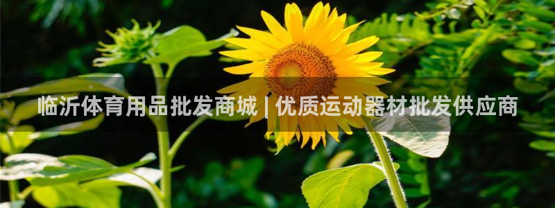 欧陆娱乐挂机项目：临沂体育用品批发商城 | 优质运动