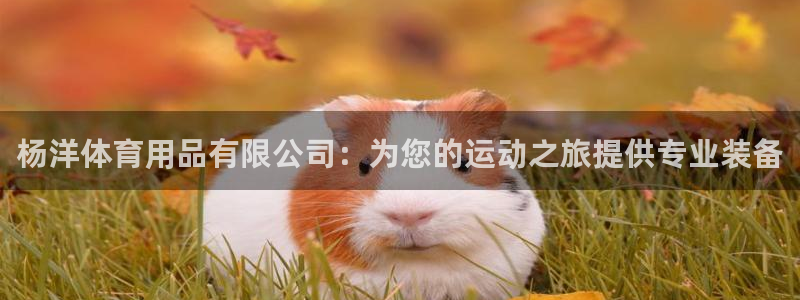 欧陆娱乐游戏特色：杨洋体育用品有限公司：为您的运动之